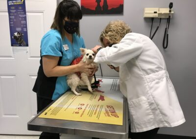 vet examining dog being held by technician