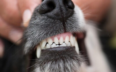 Pet Dental Health at Wags and Whiskers Veterinary Service
