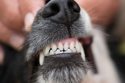 front shot of dogs canines