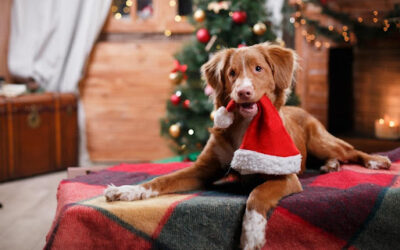 Celebrate Christmas with Your Pets