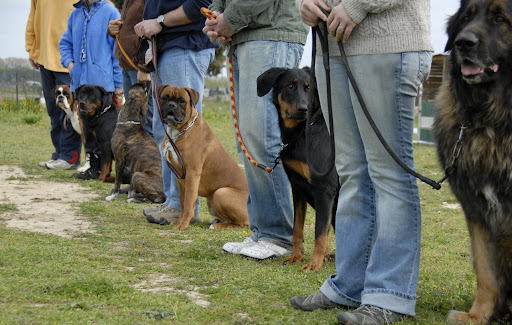 dogs and trainers in a line