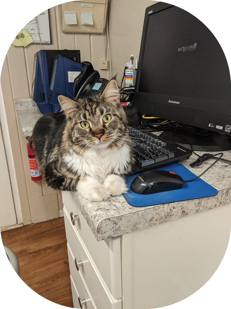 A cat sitting on a desk