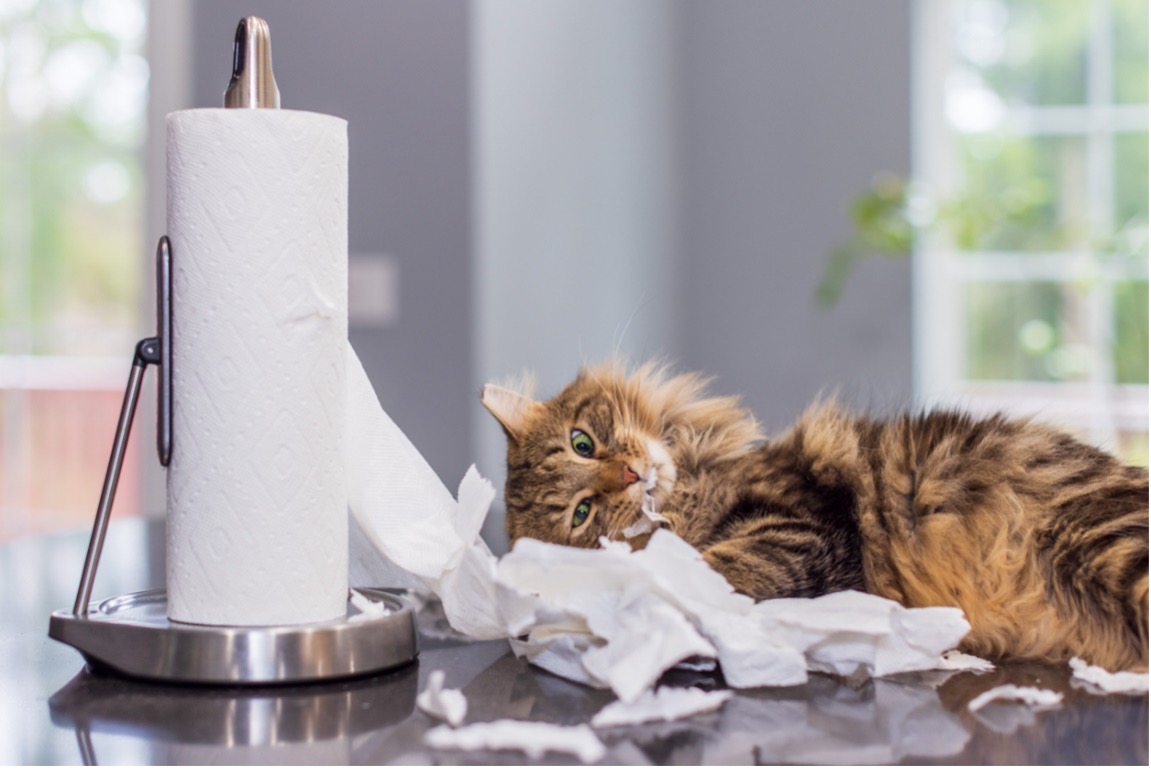 A picture containing cat, indoor, laying, domestic cat, chewing paper towel, Cat misbehavior