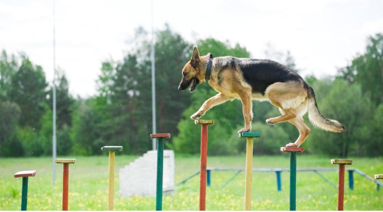 A dog jumping over an obstacle, Joint Care for Dogs & Cats
