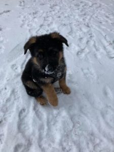 A puppy dog sitting in the snow

