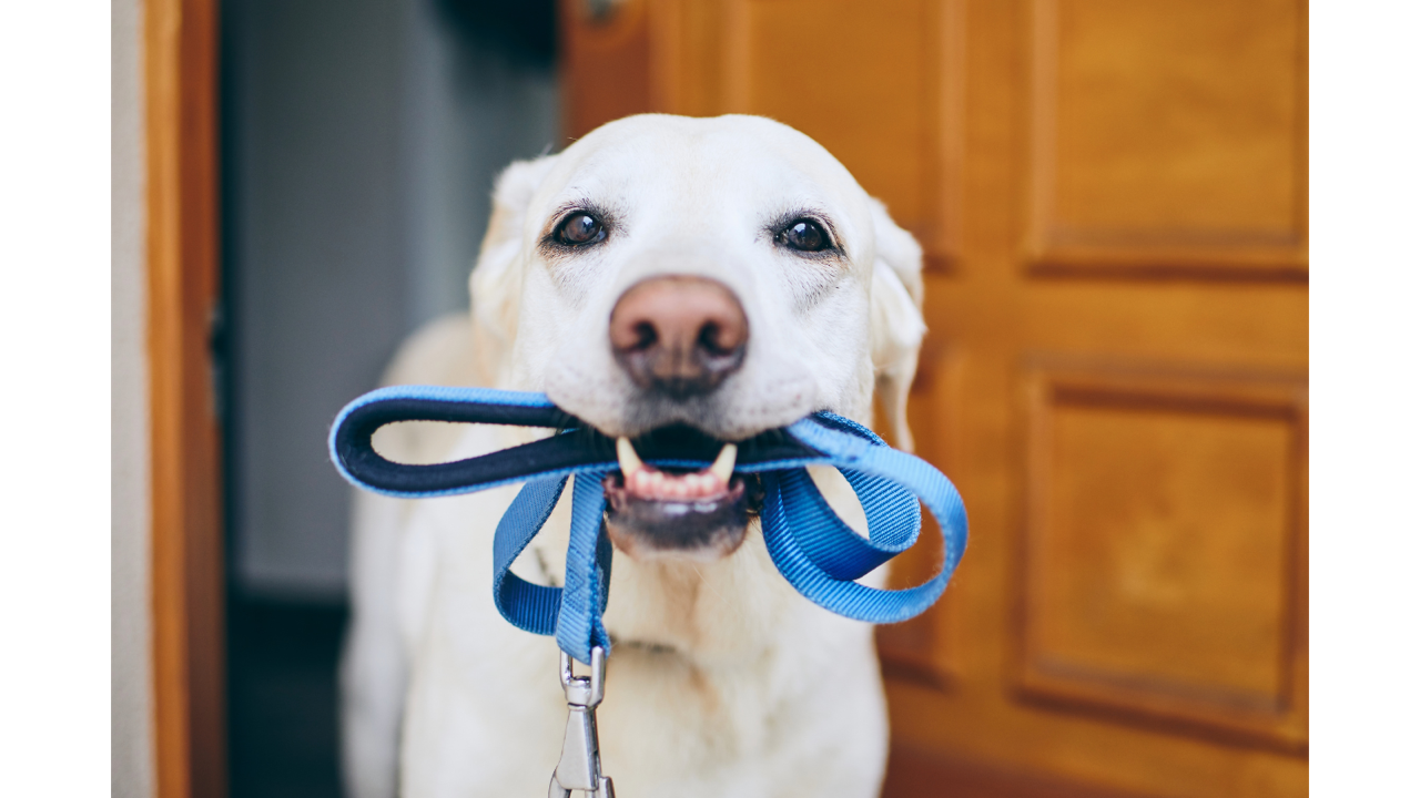 dog holding leash in mouth