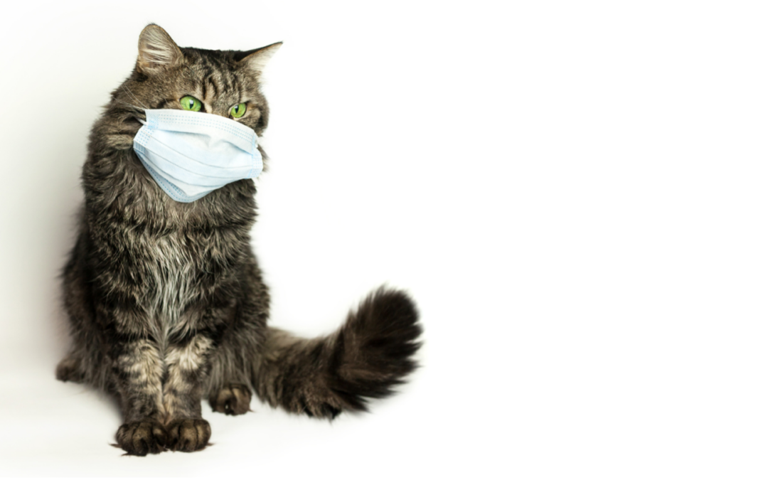 FELINE ALLERGIES – WHAT ARE THEY?
