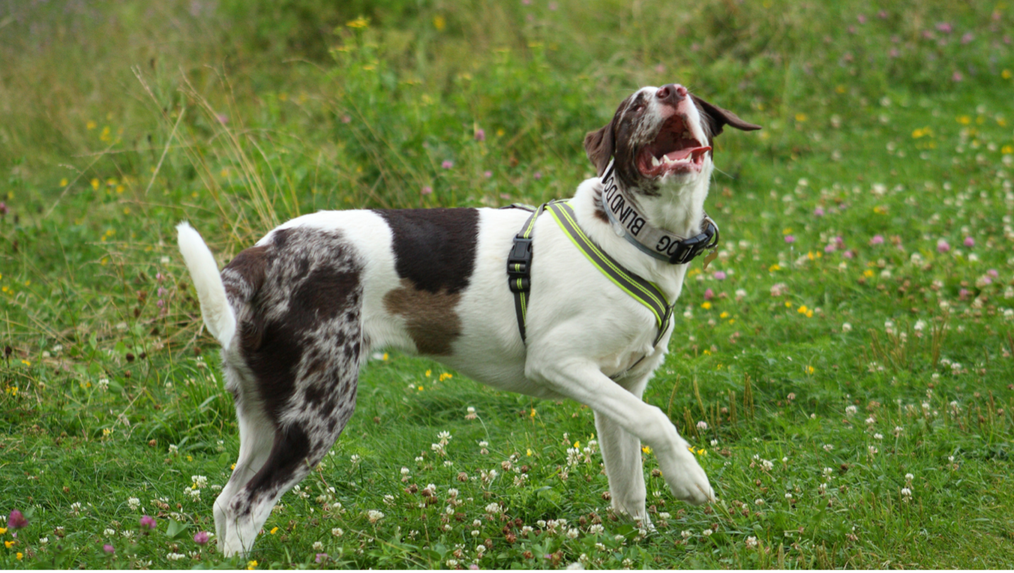 A dog with its mouth open standing in a green field, Blind Dog Day
