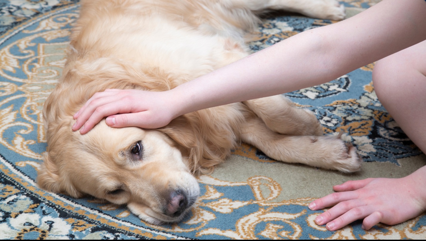 A person touching a dog's head, Heartworm Disease