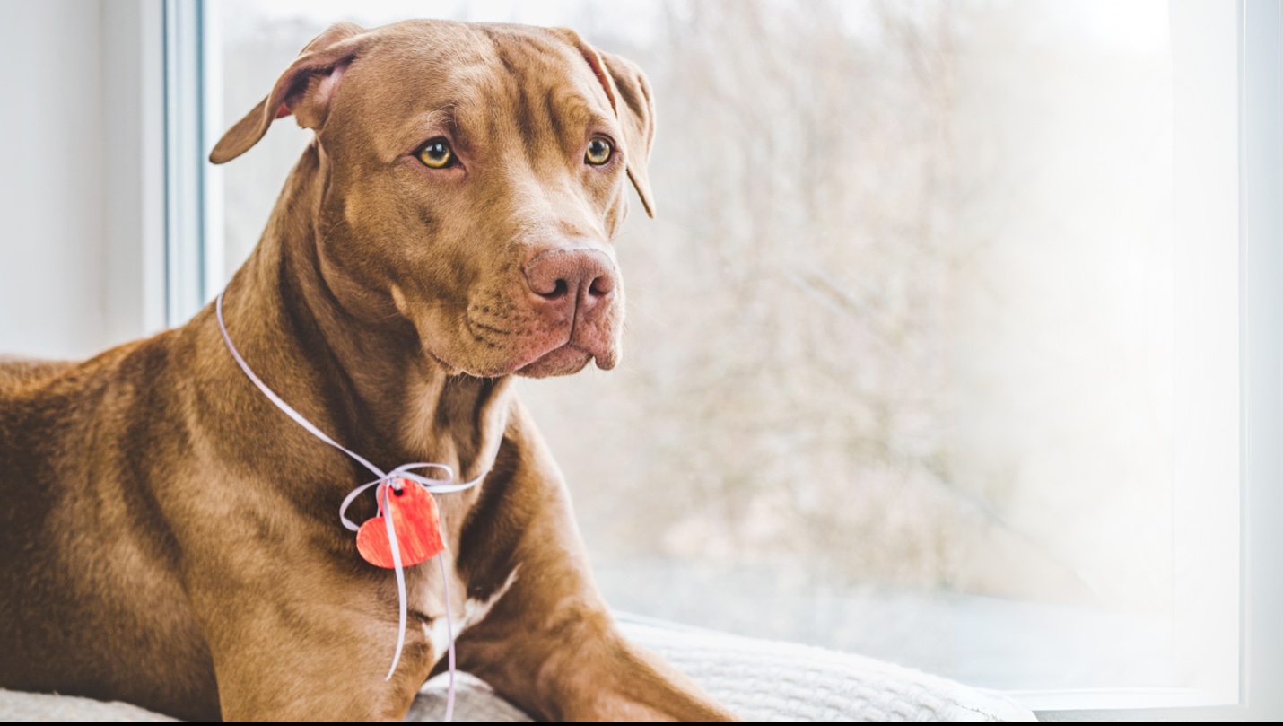 A brown dog with a red heart tag, Pet Heart Health