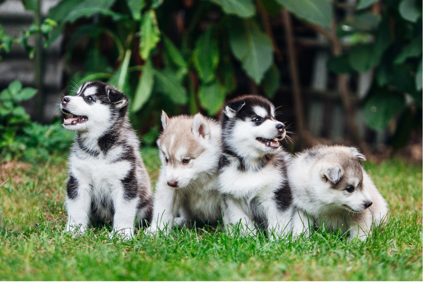 A group of puppies in the grass, Preventing and Treating Parvo in Puppies