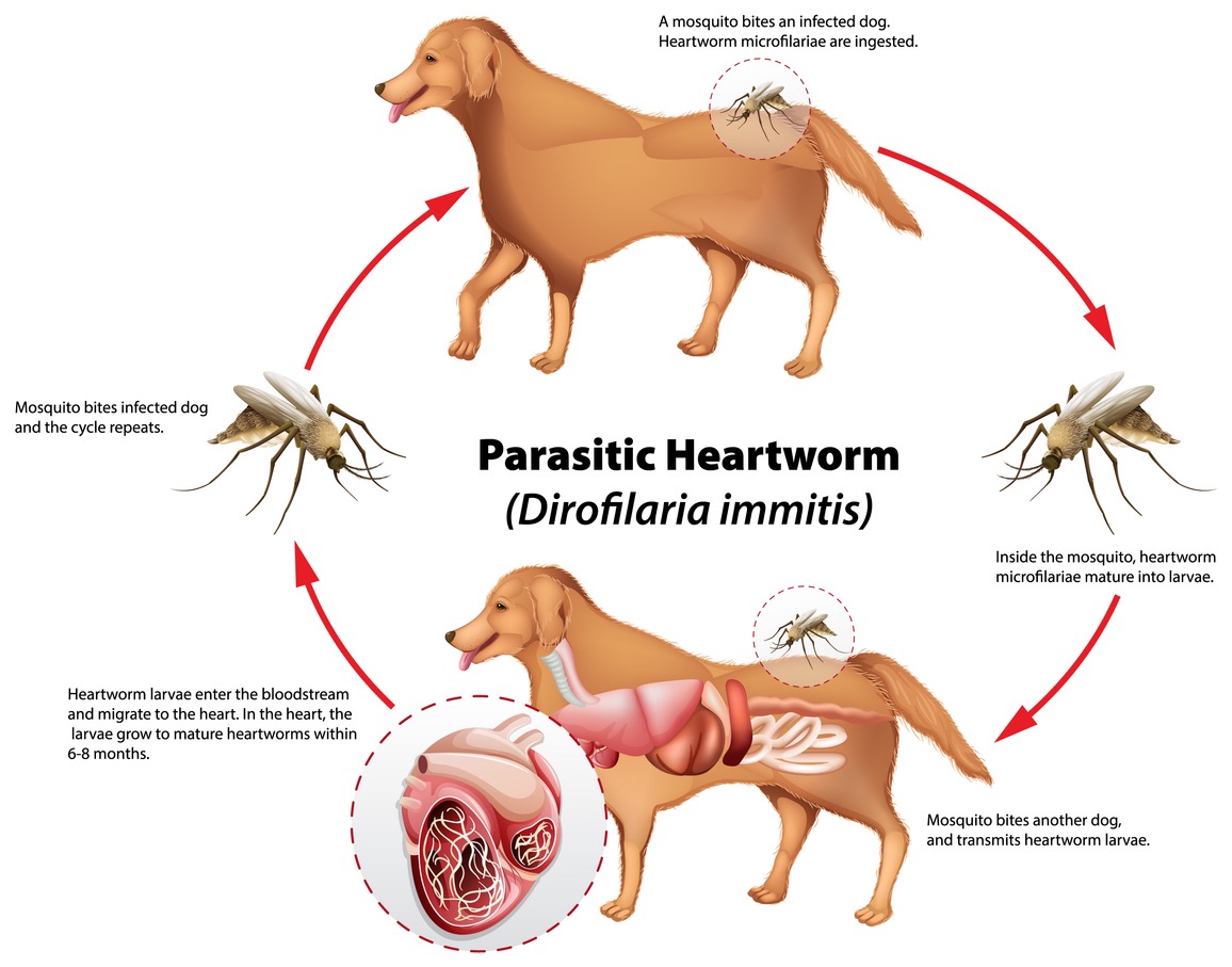 A diagram the lifecycle of heartworm of a dog