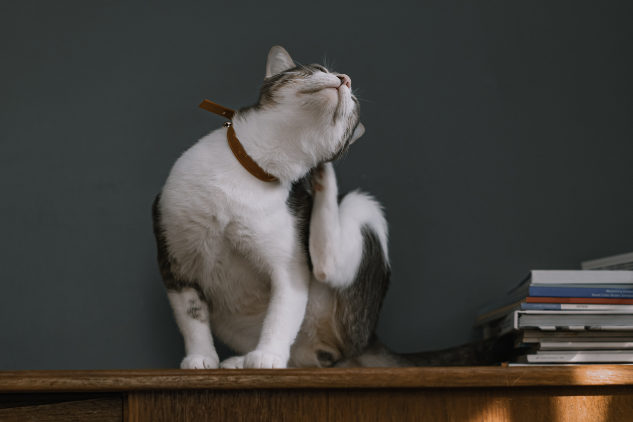 A cat sitting on a shelf scratching its ear, Flea and Tick Prevention: Taking the Bite out of Flea and Tick Season