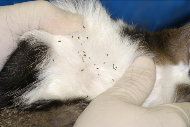  Photo of a pet infested with fleas
