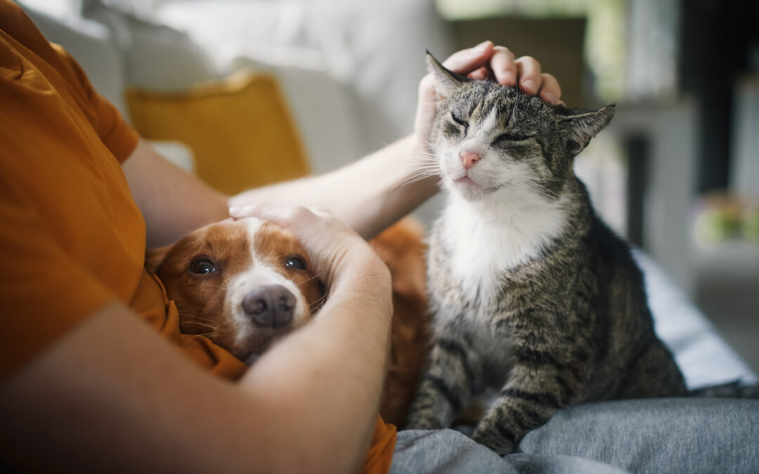 Pet Vaccinations 101: What Every Owner Needs to Know