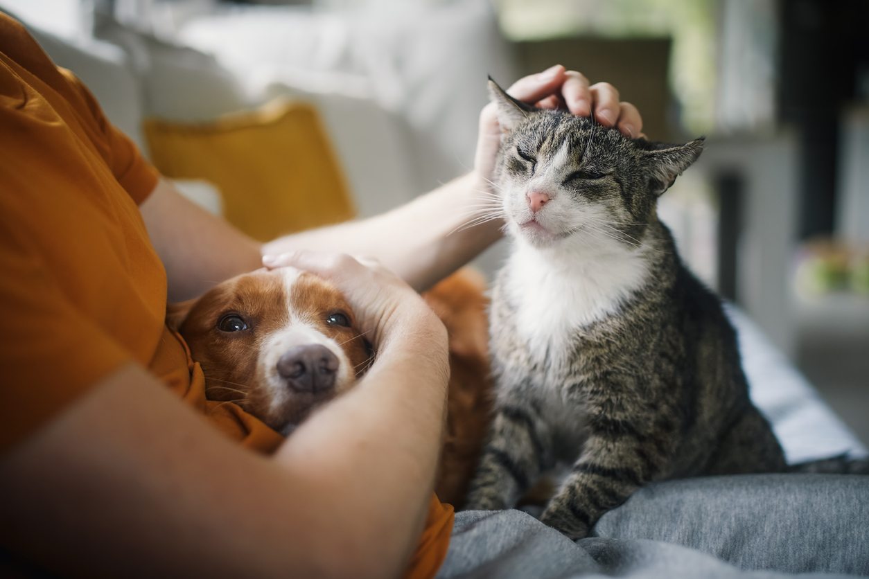 person sitting on sofa with dog and cat. Pet Vaccinations 101: What Every Owner Needs to Know