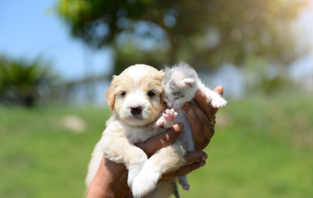 Kitten and puppy playing in the green grass. The kittens and puppies that hug each other were overwhelmed by the heat. kitten and puppy in warm weather, Essential Vaccinations for Puppies and Kittens