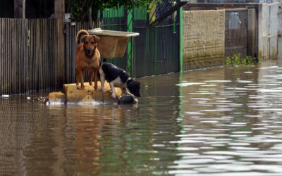 Pet Disaster Preparedness: Safeguarding Your Pets in Crisis Situations