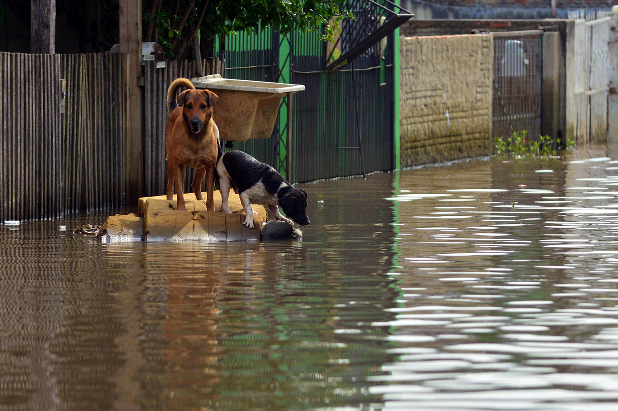 Two dogs isolated in the flood