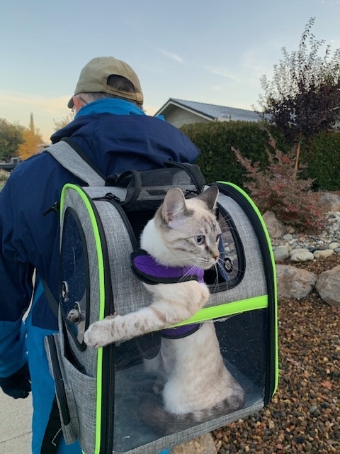 person walking with pet carrier on his back, cat inside carrier looking out.