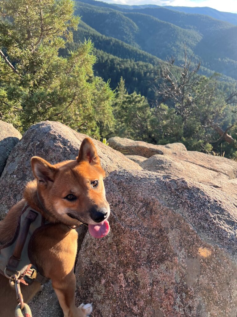 dog on a rock, looking down from a mountain