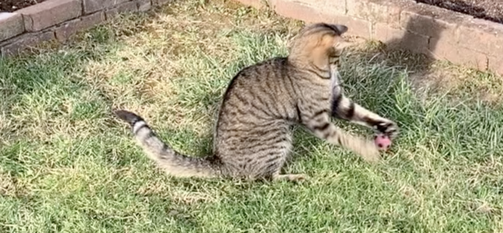 cat in yard playing with a ball