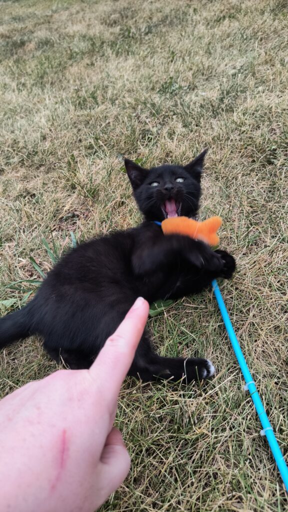 cat playing with stick toy