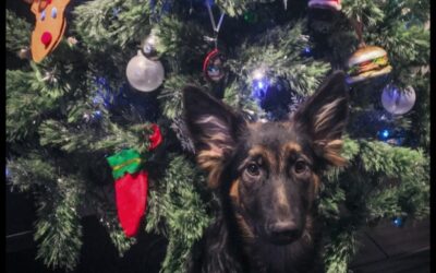 10 Holiday Pet Safety Tips: Ensure a Safe and Joyful Season for Your Pets!