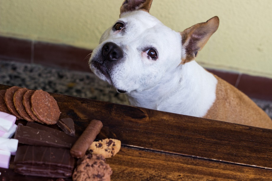 A dog looking at a chocolate chip cookie