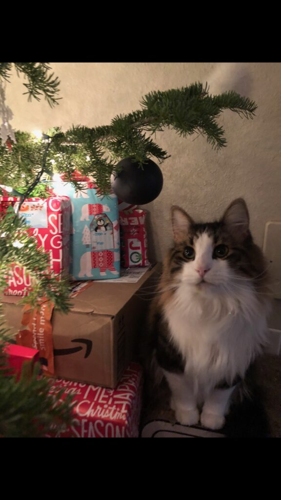 A cat sitting under a Christmas tree 