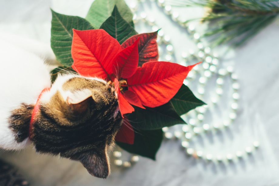 A cat eating a red flower.