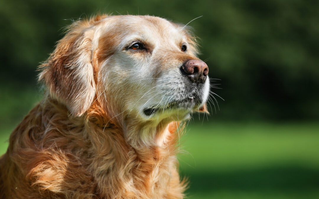 Senior Pet Wellness: Enhancing Your Pet’s Golden Years with Compassionate Care