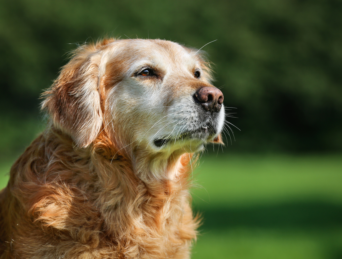 Senior Pet Wellness: Enhancing Your Pet’s Golden Years with Compassionate Care