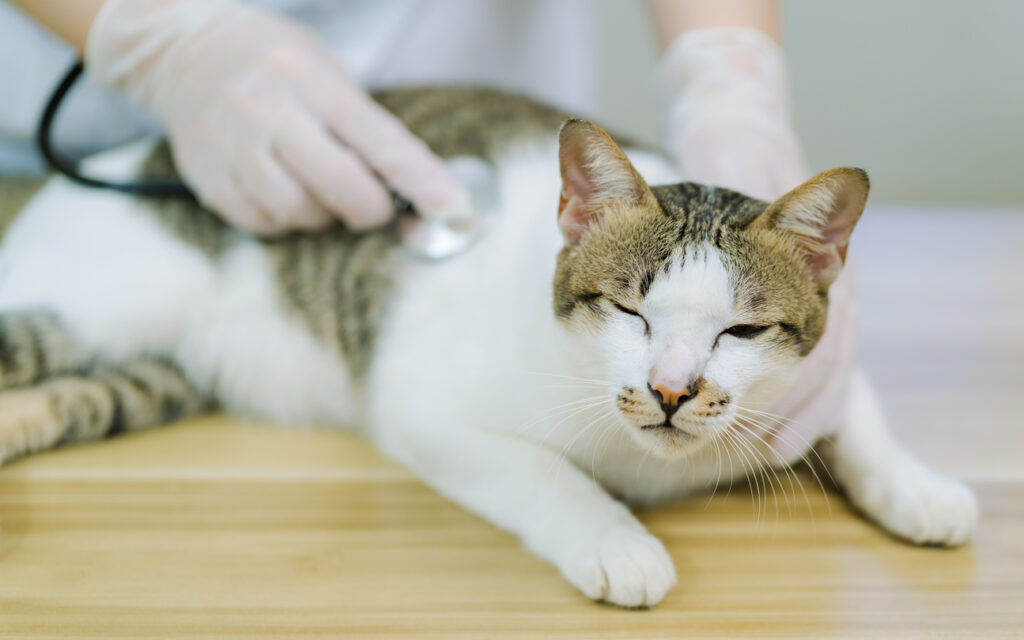 veterinary examination of cats At the animal clinic. Health check and vaccination. pet health care, Senior Pet Wellness