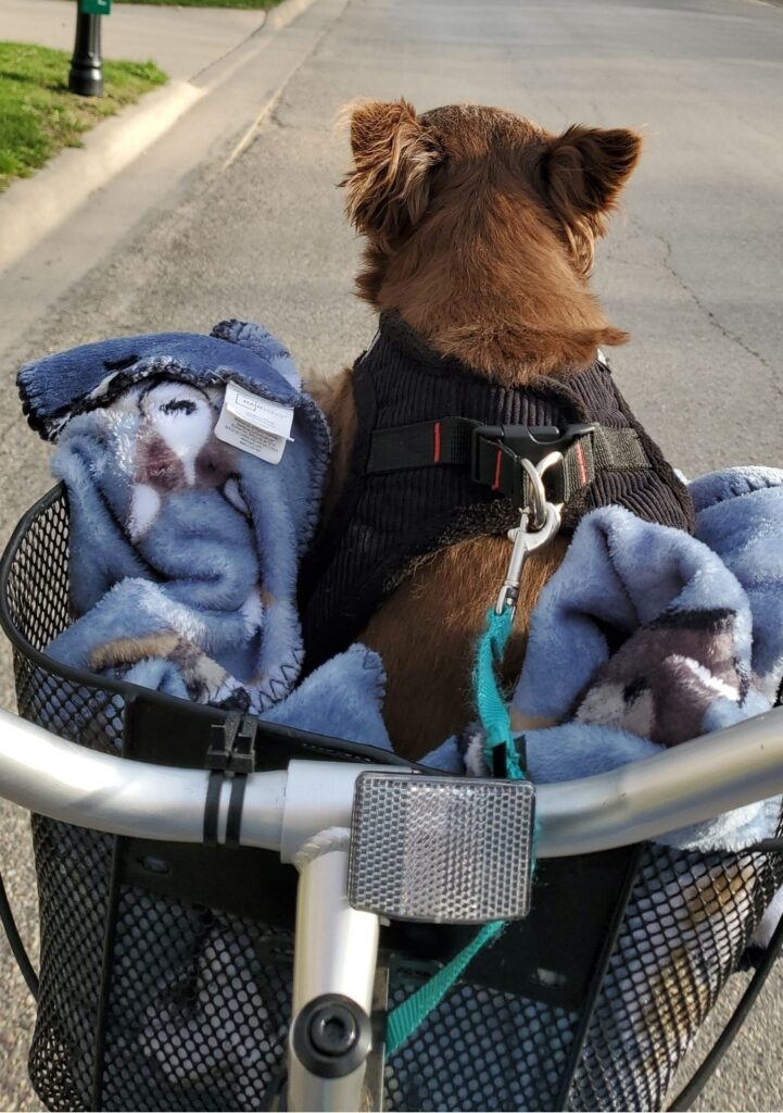 a dog in baskets with blankets, Senior Pet Wellness