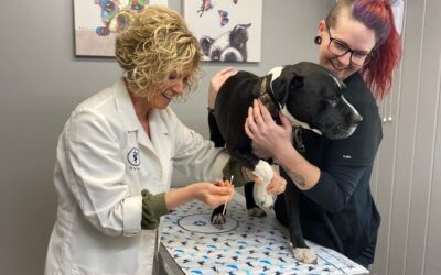 5 of our Favorite Reasons why… you should take your dog or cat to the vet!