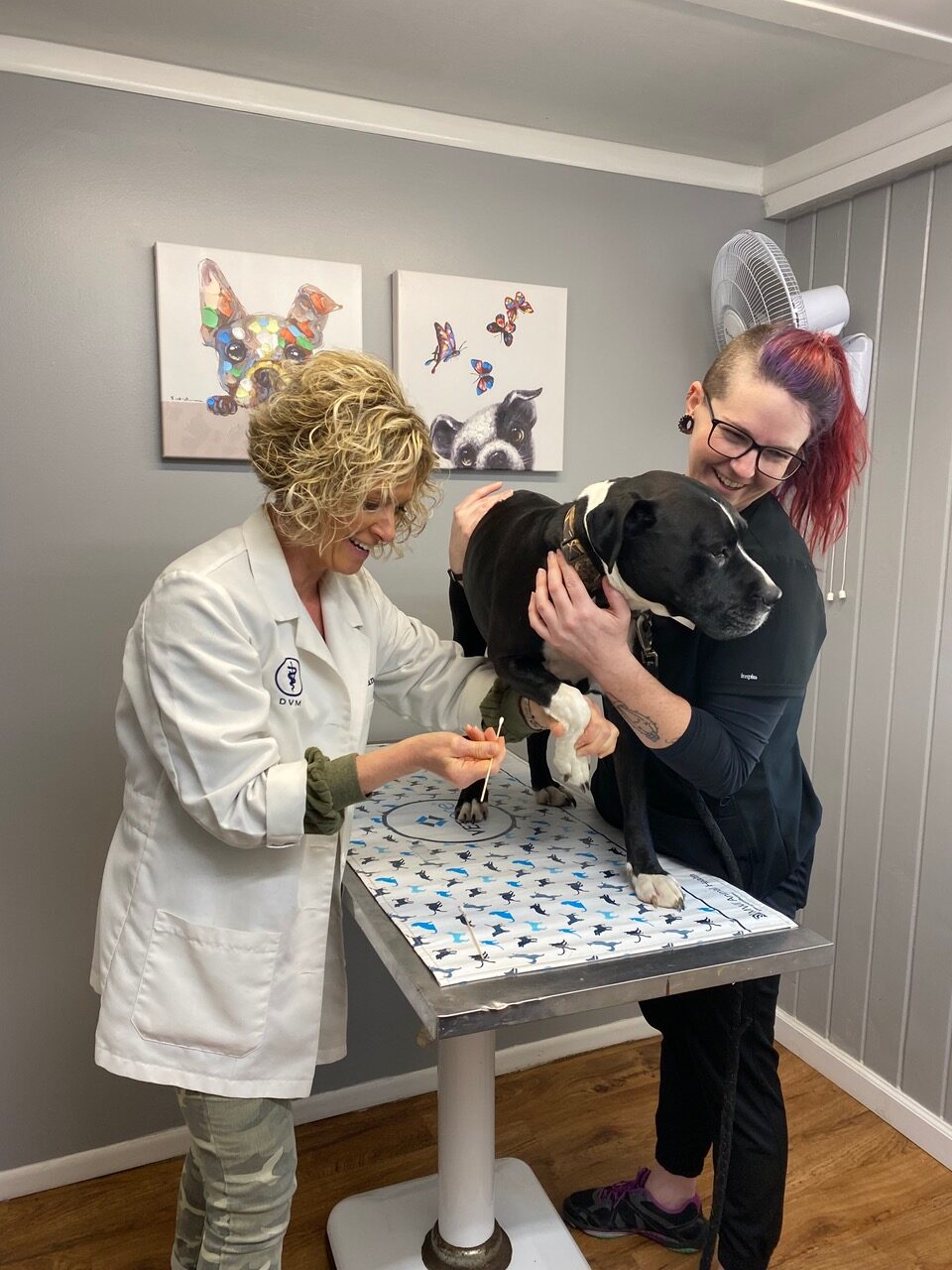 Veterinarian examining dog being held by a technician