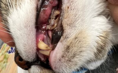 Pet Gingivitis Awareness: Prevention, Symptoms, and Treatment Tips