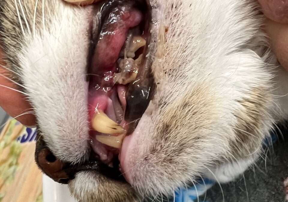 Pet Gingivitis Awareness: Prevention, Symptoms, and Treatment Tips