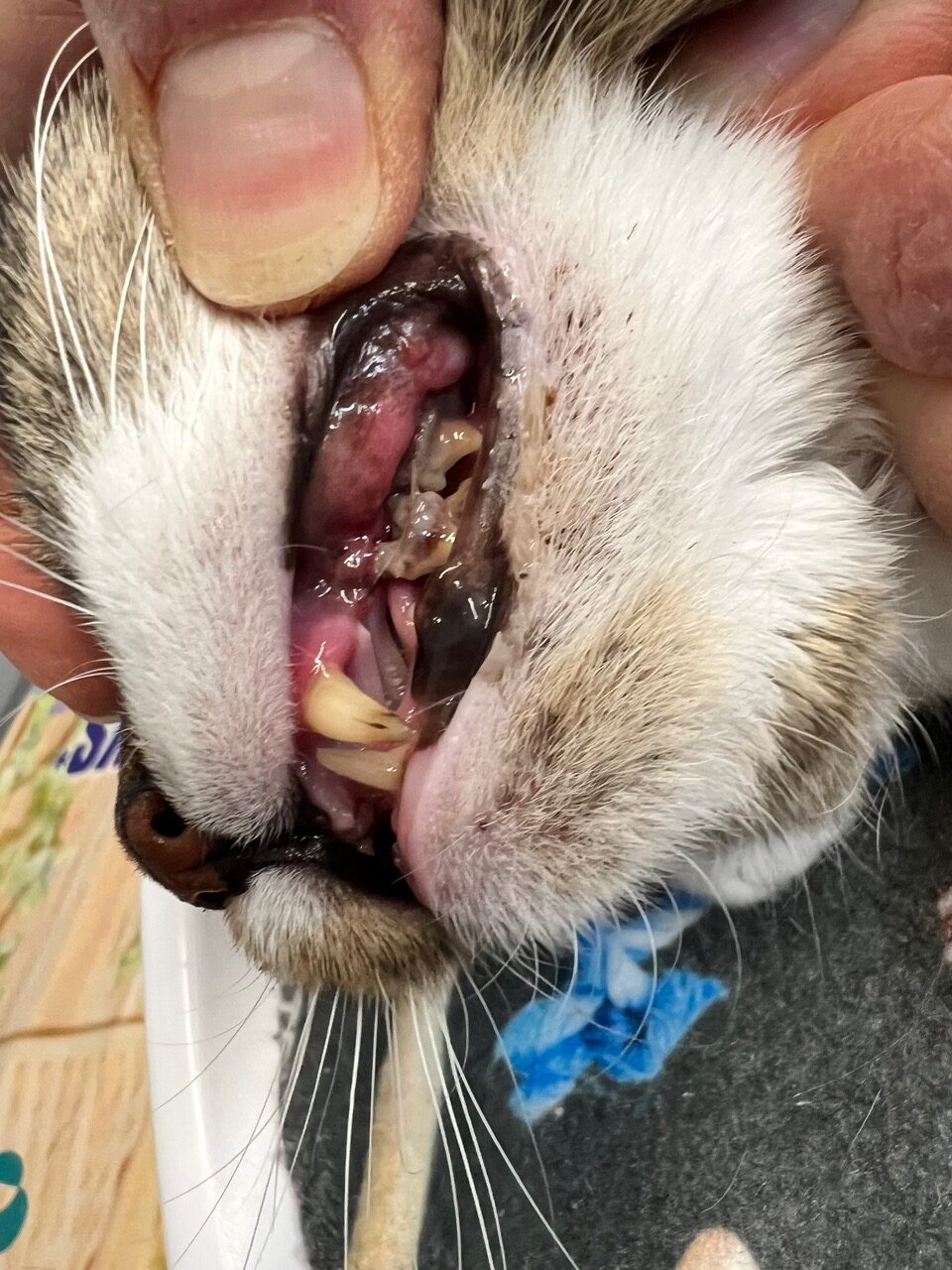 Cat with gingivitis