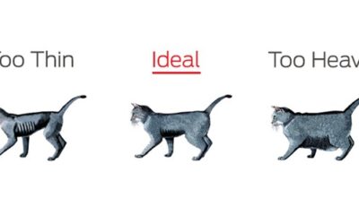 Healthy Weight, Healthy Pet