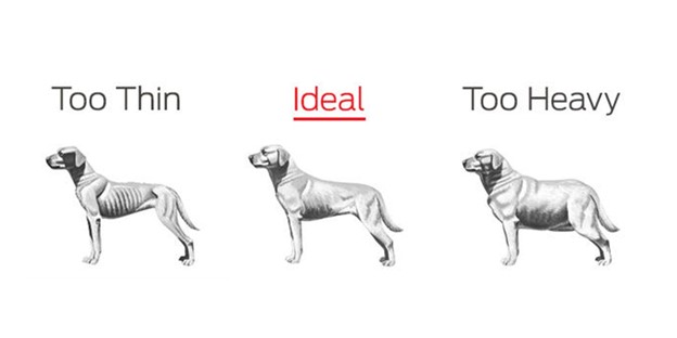 Healthy Weight, Healthy Pet, A scale of a healthy dog