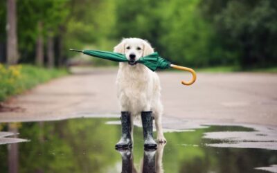 Summer Water Safety