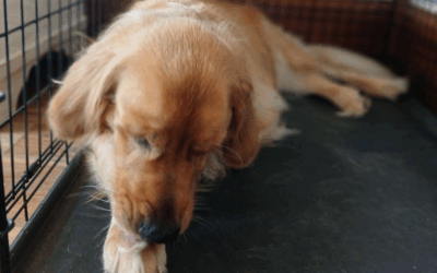 Fall is in the Air, or Maybe that’s Ragweed Pollen – Fall Allergies in Pets
