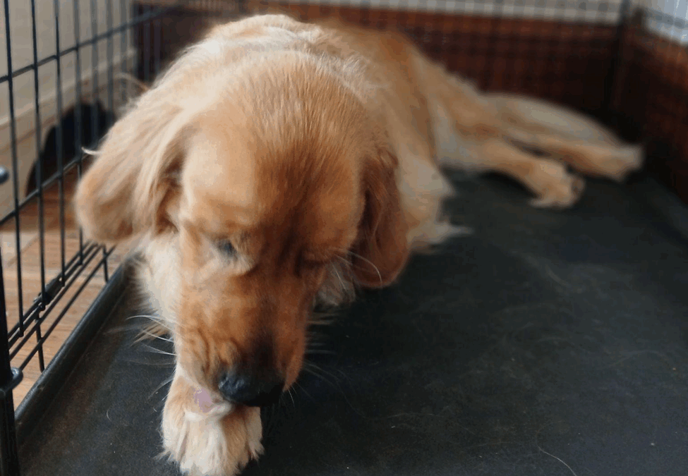 Fall is in the Air, or Maybe that’s Ragweed Pollen – Fall Allergies in Pets