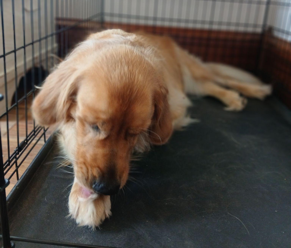 Fall is in the Air, or Maybe that’s Ragweed Pollen - Fall Allergies in Pets, A cute dog in a cage lying down