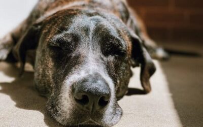 Canine Weight Loss Barriers